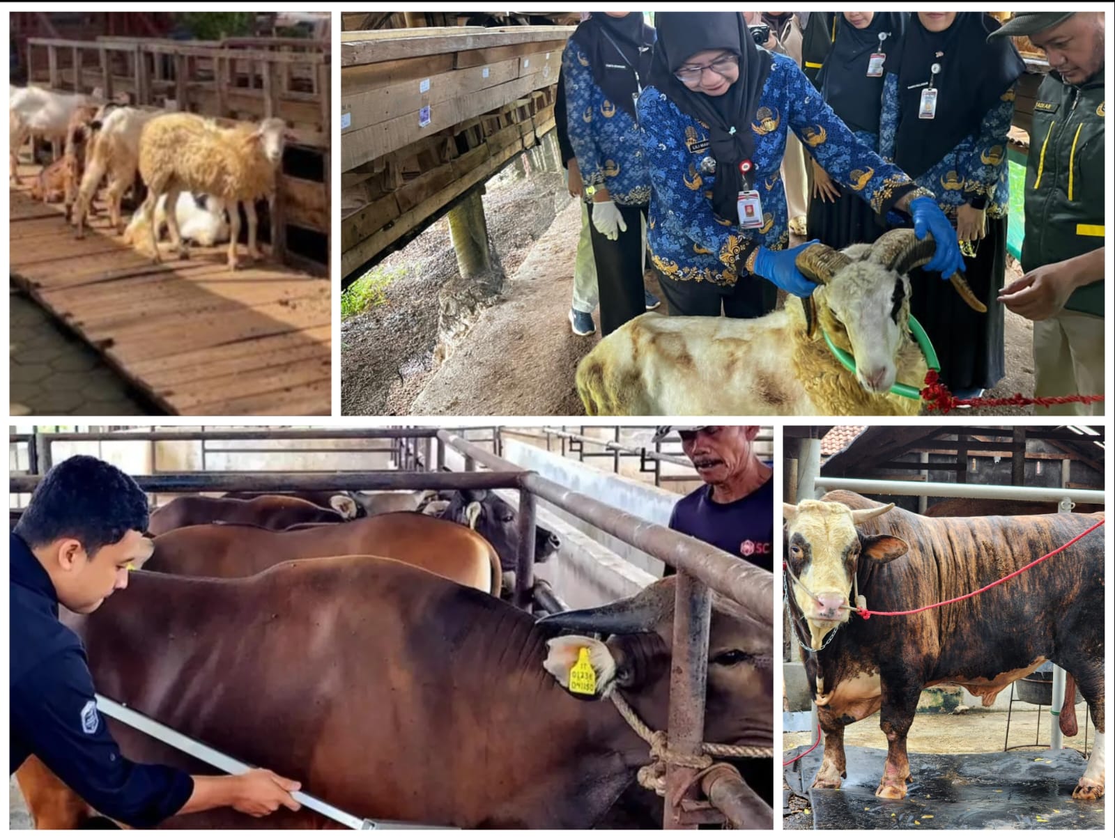 Permintaan Hewan Kurban Meningkat, Penjualan Sapi Lampung Tembus 60 Ribu Ekor
