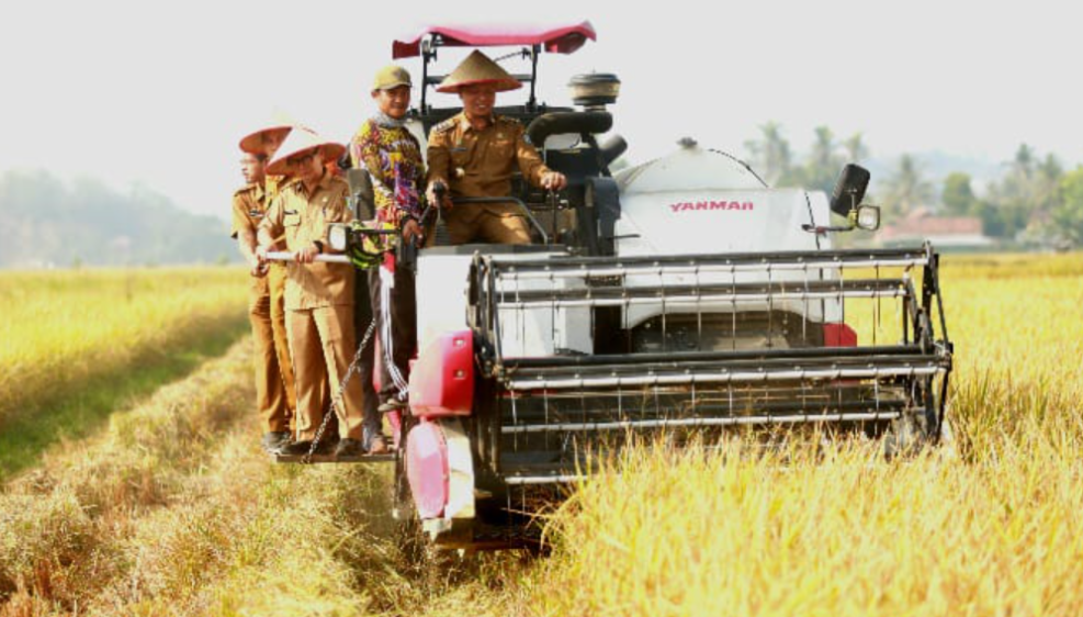 Lahan Bengkok BUMDes Pujodadi Dipanen, Bupati Pringsewu Tekankan Pertanian Berkelanjutan