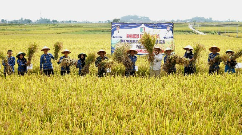 Pringsewu Genjot Produksi Padi, Bulog Siap Serap Hasil Panen