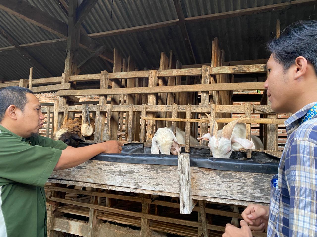 Geliat Penjualan Hewan Kurban di Metro, Harga Sapi Naik hingga 30 Persen