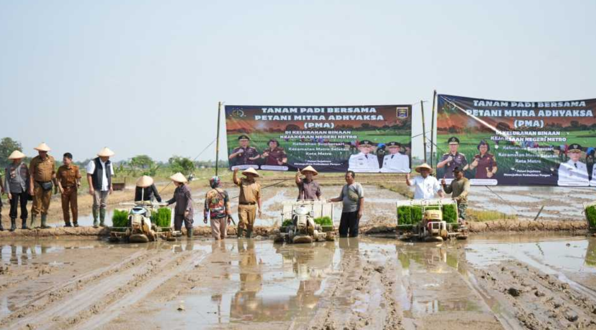 Gotong Royong Wujudkan Asta Cita, Pemkot Metro dan Kejati Lampung Tanam Padi di Sumbersari