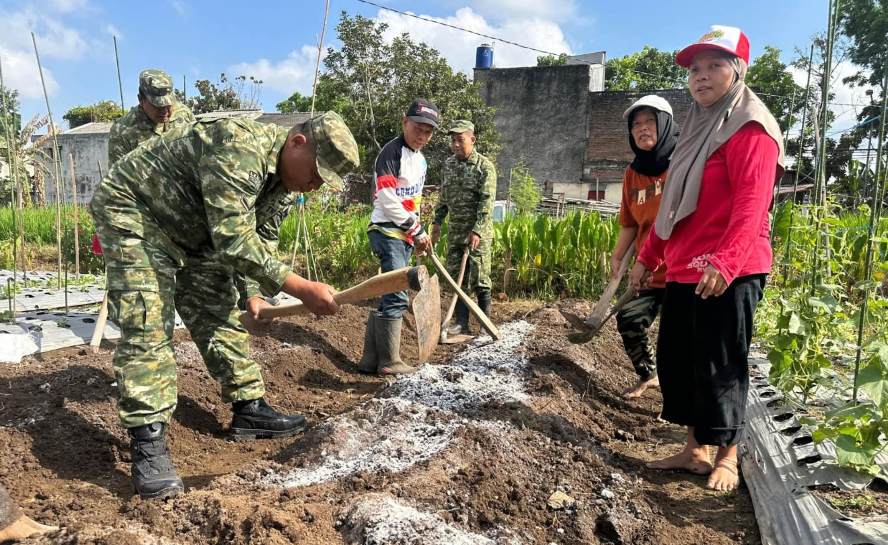 Koramil 11/Depok Turun ke Kebun, Bantu KWT Teratai Mekar Tanam Cabai di Lahan Terbatas