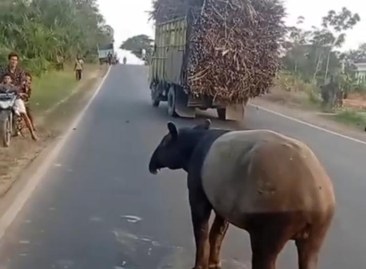 Satwa Dilindungi Tapir Terlihat di Register 45, Warga Diminta Tetap Waspada