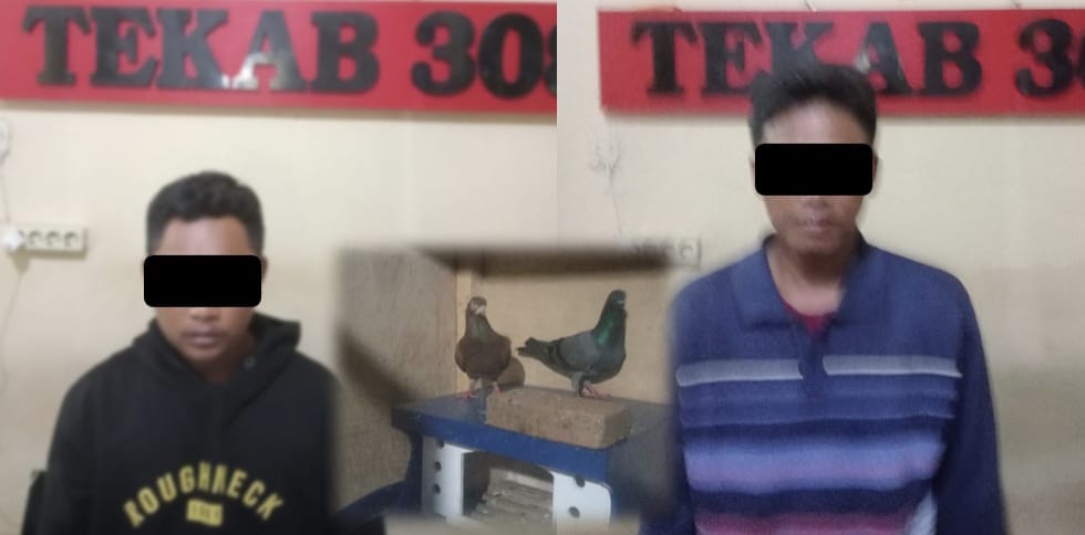 Polisi Amankan Warga Metro dan Lamteng Tersangka Pencurian Burung Dara