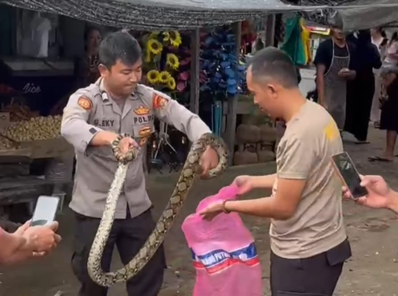 Bikin Geger Warga, Ular Piton Sepanjang 1,5 Meter di Mesuji Berhasil Diamankan Bhabinkamtibmas