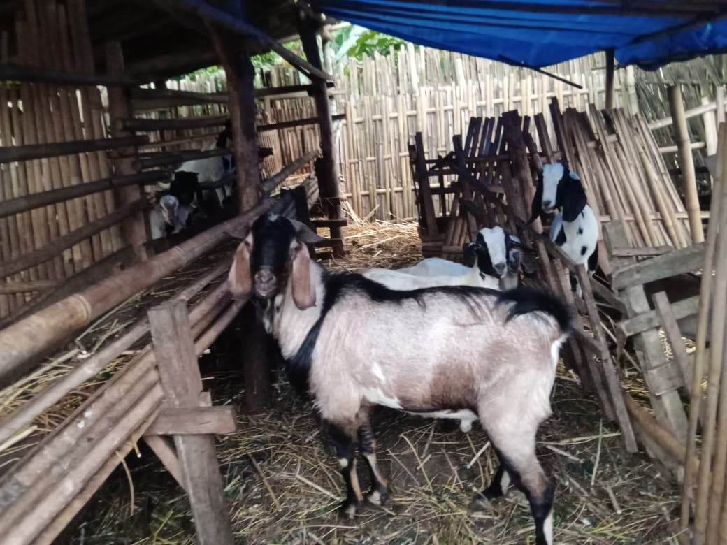 Jelang Idul Adha, Stok Kambing Kurban di Sungkai Selatan Dipastikan Aman 