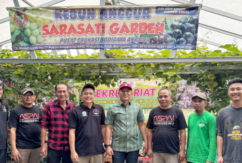 Petani Anggur Pringsewu Tuai Apresiasi dari Bupati Lampung Barat