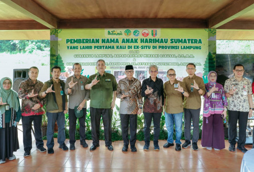 Gubernur Rahmat Mirzani Djausal Perkenalkan Dua Anak Harimau Sumatera