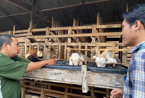 Geliat Penjualan Hewan Kurban di Metro, Harga Sapi Naik hingga 30 Persen