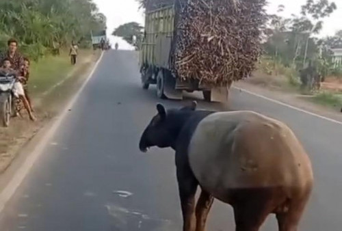 Satwa Dilindungi Tapir Terlihat di Register 45, Warga Diminta Tetap Waspada