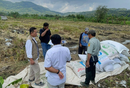 Panen Diserap Maksimal, BULOG DIY Amankan 101 Ribu Ton 