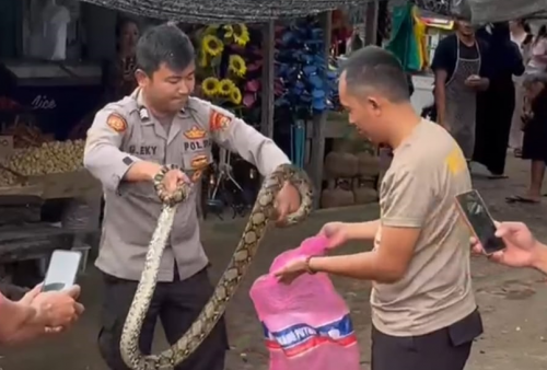 Bikin Geger Warga, Ular Piton Sepanjang 1,5 Meter di Mesuji Berhasil Diamankan Bhabinkamtibmas