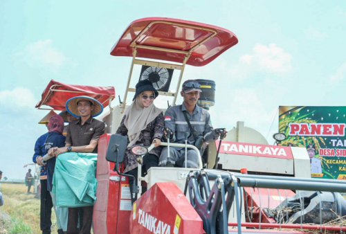 Panen Raya Padi di Mesuji Tembus 8 Ton per Hektare, Rawa Jitu Utara Jadi Penyangga Pangan