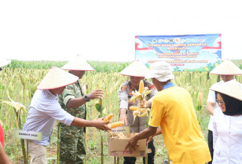 Panen Raya Jagung Serentak di Mesuji, Kejar Target Penanaman 601 Hektar 