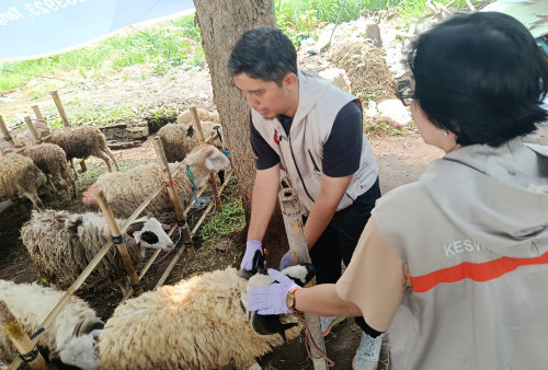 Jelang Iduladha, DPP Yogyakarta Pastikan Hewan Kurban di Pasar Tiban Layak dan Sehat