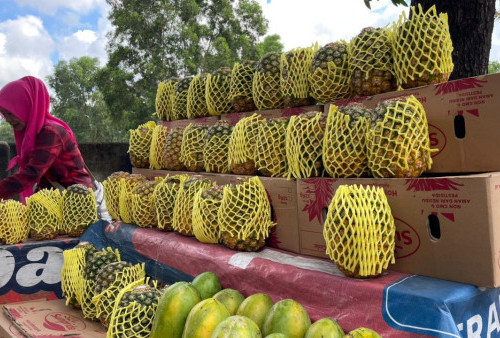 Diburu Pembeli, Nanas Madu Jadi Primadona Baru Favorit Warga Kota Metro