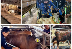Permintaan Hewan Kurban Meningkat, Penjualan Sapi Lampung Tembus 60 Ribu Ekor