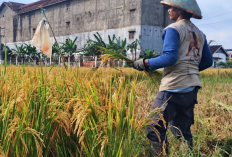 Petani Metro Full Senyum! Harga Gabah Naik, Pupuk Murah