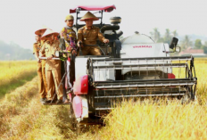 Lahan Bengkok BUMDes Pujodadi Dipanen, Bupati Pringsewu Tekankan Pertanian Berkelanjutan