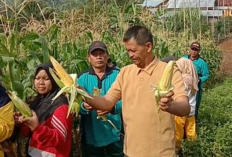 Panen Raya Jagung Lampung Barat, Perkuat Ketahanan Pangan dan Ekonomi Warga