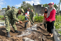Koramil 11/Depok Turun ke Kebun, Bantu KWT Teratai Mekar Tanam Cabai di Lahan Terbatas