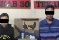 Polisi Amankan Warga Metro dan Lamteng Tersangka Pencurian Burung Dara