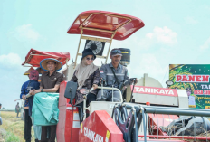 Panen Raya Padi di Mesuji Tembus 8 Ton per Hektare, Rawa Jitu Utara Jadi Penyangga Pangan