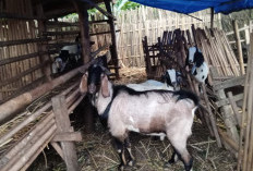 Jelang Idul Adha, Stok Kambing Kurban di Sungkai Selatan Dipastikan Aman 