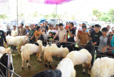 Pemkab Tubaba Pacu Produktivitas Peternak Lewat Kopdar dan Lomba Bobot Kambing 