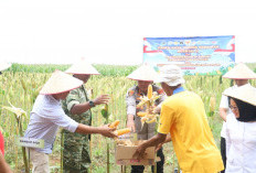 Panen Raya Jagung Serentak di Mesuji, Kejar Target Penanaman 601 Hektar 