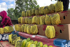 Diburu Pembeli, Nanas Madu Jadi Primadona Baru Favorit Warga Kota Metro